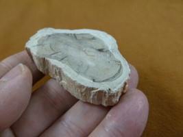 R805-18) genuine fossil Petrified Wood slice specimen Madagascar organic... - £11.72 GBP