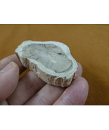 R805-18) genuine fossil Petrified Wood slice specimen Madagascar organic... - $14.95