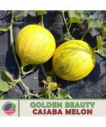 AD 25 Golden Beauty Casaba Melon Seeds Heirloom Non Gmo Home Garden - $13.26