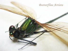 Broad-winged Dragonfly Archineura Hetaerinoides Damselfly Entomology Sha... - $59.99