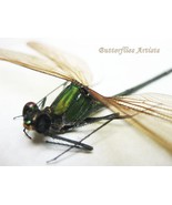 Broad-winged Dragonfly Archineura Hetaerinoides Damselfly Entomology Sha... - $59.99