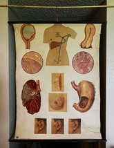 Original Vintage Anatomical Poster - German Hygiene Museum - £190.29 GBP