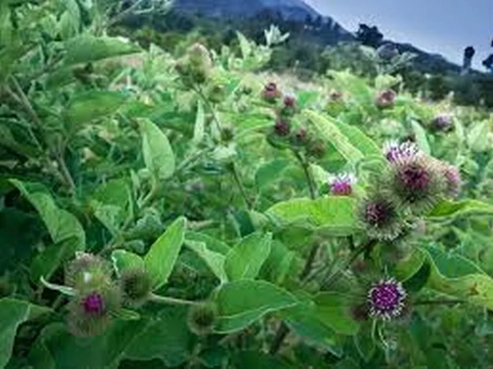 25 Fresh Seeds Burdock Arctium Lappa - £9.21 GBP