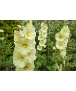 25 seeds, YELLOW HOLLYHOCK Flower, perennial - $5.00