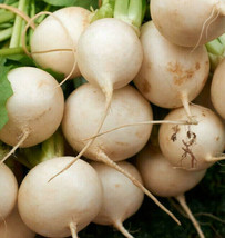 New Fresh Seeds Shogoin Turnip White Japanese Root Hakurei Beet Asian Vegetable - $9.60