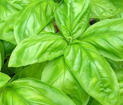 150 Italian Large Leaf Basil Seeds Nongmo Harvest Fresh Garden - £4.52 GBP