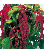 1/4 Oz Love Lies Bleeding Seed Red Tassel Flower Amaranthus 10625Ct Fast... - $351.24 MXN