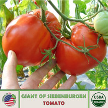 US Seller 10 Giant Of Siebenburgen Tomato Seeds, Organic, Open-Pollinate... - $10.17
