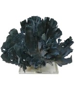 Sculpture Coral Creation Blue Acrylic Base - £1,538.99 GBP