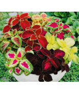 SGH Coleus Rainbow Mix Flower Seeds Non GMO Fresh Harvest Planting Seeds - £6.60 GBP