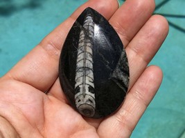 Natural Orthoceras Fossil Teardrop 57x36 mm Cabochon Gemstone for Jewelry - £20.45 GBP