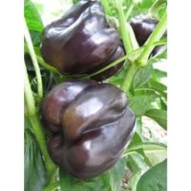 Pepper Sweet Purple Beauty Bell Heirloom Vegetable By Seed Kingdom 200 S... - $15.40