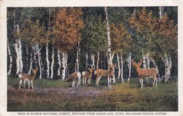Deer Kaibab National Forest Cedar City Utah UT Union Pacific System Postcard C22 - £2.36 GBP