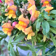 Snapdragon Seeds Floral Showers Apricot Dwarf Snapdragon Packet Flower Seeds Gar - £6.71 GBP