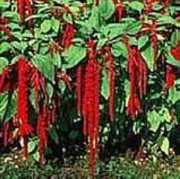 LOVE LIES BLEEDING-CRIMSON-TASSLE FLOWER  100 FRESH SEEDS  - $1.86