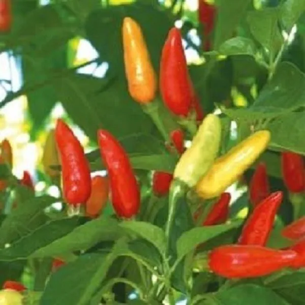 100 Hot Tabasco Pepper Seeds Chili Pepper Garden - £12.15 GBP