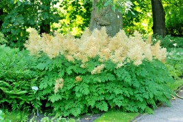 New Fresh Seeds 40 Goats Beard Seeds Aruncus Dioicus - $9.80