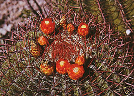 BRN Ferocactus Pringlei Exotic Gigant Golden Barrel Cacti Cactus Seed 20... - $18.62