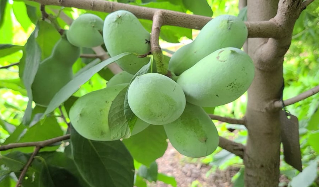 5 Pawpaw Trees 6 12 Inch Tall Live Plants Asimina Triloba In 4 Inch Pot ...