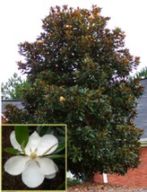 US Seller Dd Blanchard Magnolia Grandifolia 20 28 Inch Tall Fragrant Fre... - $68.98