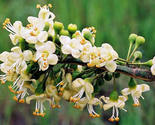20 seeds Kapok (Silk Cotton Tree) - £4.27 GBP