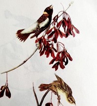 Bobolink Bird Lithograph 1950 Audubon Antique Art Print Oriole Family DWP6A - £23.58 GBP