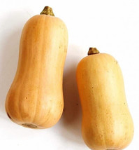THJAR 25 Waltham Butternut Winter Squash Seeds - Non-GMO/Heirloom - - $47.30 MXN