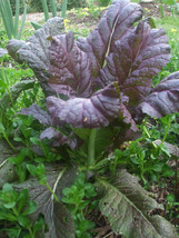 HSeeds 200 Seeds Red Giant Mustard - Organic Crop Of 2024 -  - $2.10