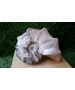 8 inch Nice Mammites Nodosoides Ammonite Moroccan fossils Ammonite N175 - €147,77 EUR