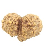 Rare Collector Gauri Shankar Ganesh Rudraksha - 9 mukhi - Nepal - IGL Ce... - €207,88 EUR