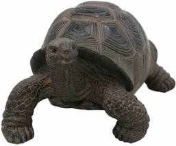 Lifelike Galapagos Tortoise Statue 6.5&quot;W Reptile Turtle Taxidermy Figuri... - $32.99