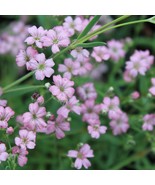 Gypsophila Filou Rose Seed Garden Fast Shipping - $11.00 CAD