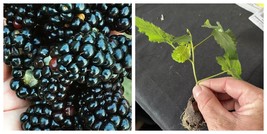 2 PRIME ARK FREEDOM Live Thornless Blackberry Plants - $42.99