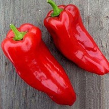 100 Poblano Ancho Hot Pepper Seeds Grown Seed Garden Fresh USA Shipping - $6.97