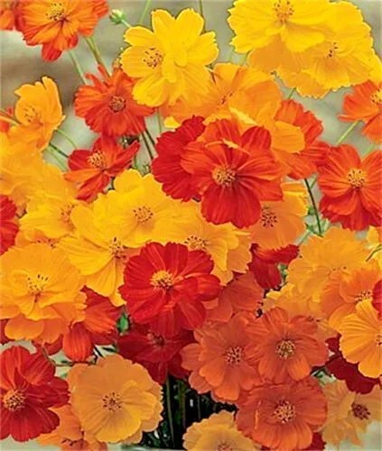 300 Bright Lights Cosmos Mix Mixed Colors Red Orange Yel Bipinnatus Flower Seeds - £7.11 GBP