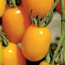 SEPTH 50 Seeds Golden Sweet Tomato Juicy Tomatoe Vegetable Garden Edible Food - £4.13 GBP