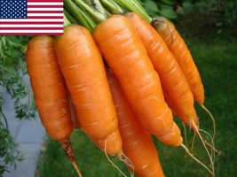 Carrot Seeds Scarlet Nantes 1000 Seeds Fresh Gardening USA SELLER - $11.27