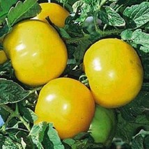 USA Seller Tomato Seeds 25 Lemon Boy Yellow Tomato Seeds - $18.84