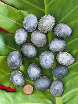 da Hawaiian Store 15 Natural Loose Opihi Limpet Shells Handpicked in Maui Hawaii - £11.05 GBP