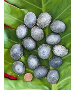 da Hawaiian Store 15 Natural Loose Opihi Limpet Shells Handpicked in Mau... - £11.00 GBP