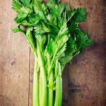 3000 Tall Utah Celery Seeds  FRESH - £9.01 GBP