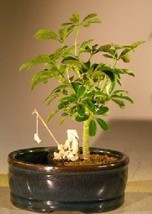 Hawaiian Umbrella Bonsai Tree  Land/Water Pot - Small  (arboricola schefflera &#39;l - $39.95