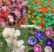 50 Seeds Climbers Deluxe Mix Colorful Morning Glory Sweet Pea Nasturtium Vines - £10.22 GBP