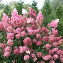 Fresh Garden 5 Fire Light Pink Hydrangea Seeds Perennial Flowers Flower Seed 142 - £9.02 GBP