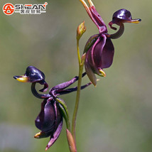 100 Seeds Flying Duck Orchid Rare Plant Black Orchid Garden Plants Potted Flower - £23.10 GBP