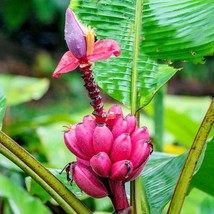 Pink Flowering Banana 20 Seeds Nice Ornamental Tropical Musa Velutina Go... - $18.67