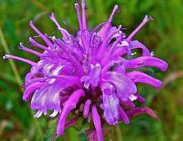 200 Pc Seeds Monarda Media Flower, Purple Bergamot Seeds for Planting | RK - £13.38 GBP