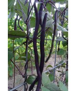 Carminat Pole Bean - slender, purple bean is one of a kind! - $106.42 MXN