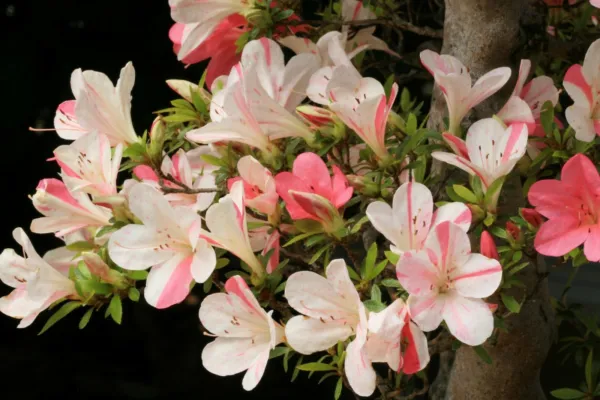 Astronaut Azalea Rhododendron Deciduous Starter Plant Bi Color Striped Blooms Ga - £28.34 GBP