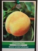 La Feliciana Peach 4-6 FT Fruit Tree Plant Healthy Trees Grow Delicious Peaches - $140.60